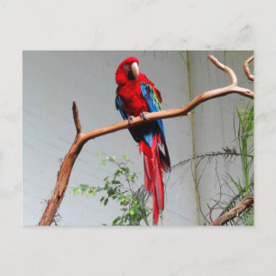 Carte postale Macaw à ailes vertes #2