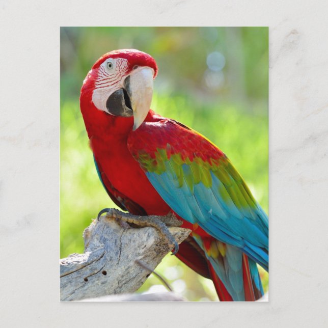 Carte Postale Macaw assis sur la branche (Devant)
