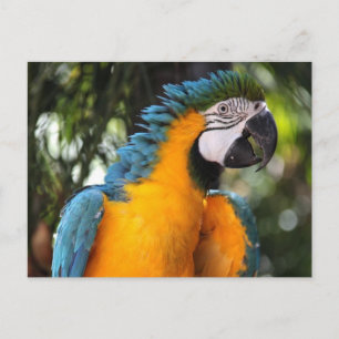 Carte Postale Macaw bleu et jaune