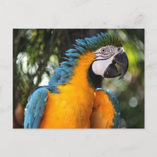Carte Postale Macaw bleu et jaune (Devant)