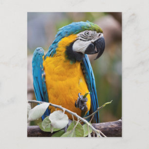 Carte postale Macaw bleu et jaune