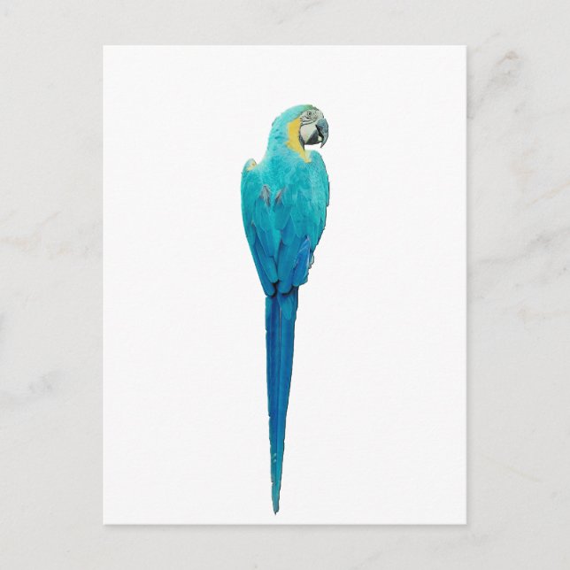 Carte Postale Macaw bleu et jaune de Junglewalk.com (Devant)