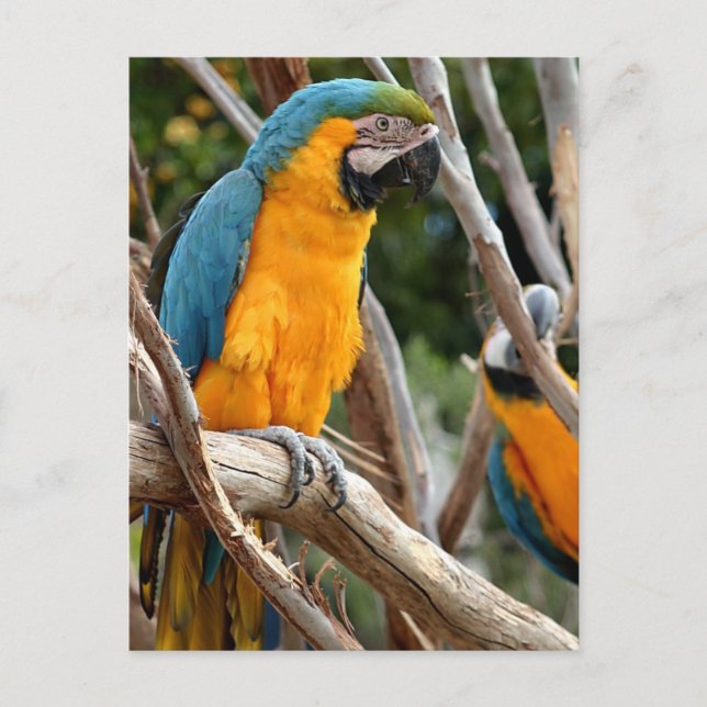 Carte Postale Macaw Bleu Et Or (Devant)