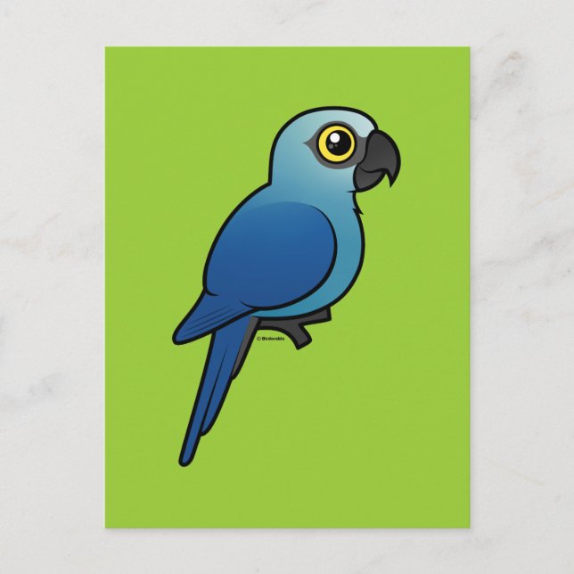 Carte Postale Macaw de Spix (Devant)