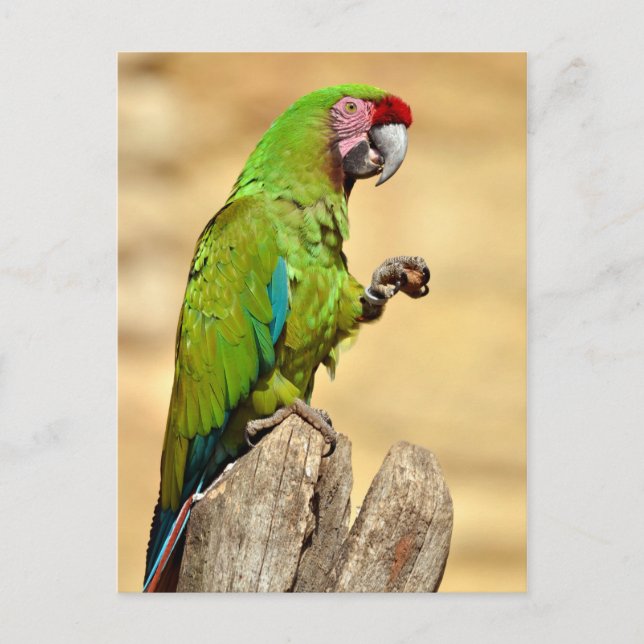 Carte Postale Macaw militaire perché (Devant)