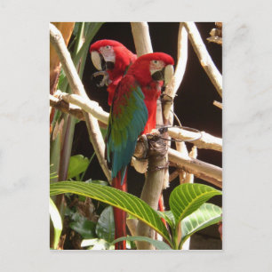 Carte Postale Macaws