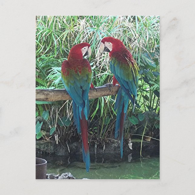 Carte Postale Macaws (Devant)