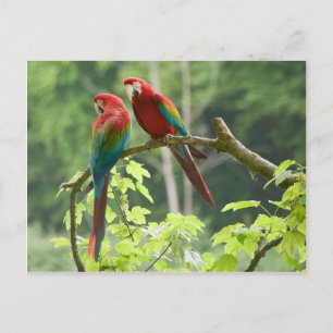 Carte Postale Macaws à ailes vertes