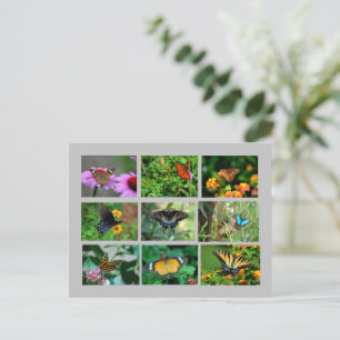 Carte postale Macro Butterflies