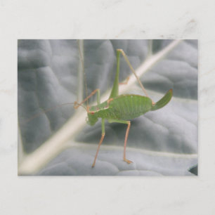 Carte postale Macro cricket vert