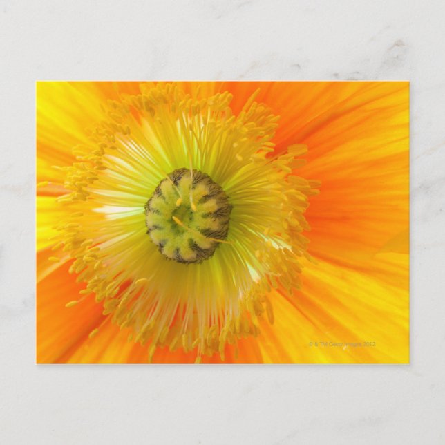 Carte Postale Macro de pavot orange avec faible profondeur de ch (Devant)