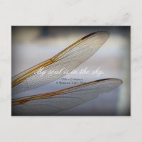 Macro des ailes de libellules avec citation de Sha