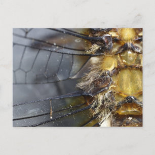 Carte Postale Macro dragonfly