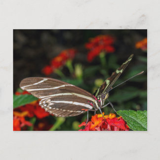 Carte Postale Macro d'un papillon zèbre à aile longue