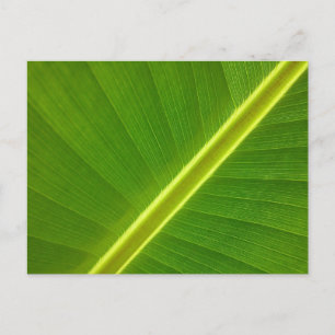 Carte Postale Macro feuille banane