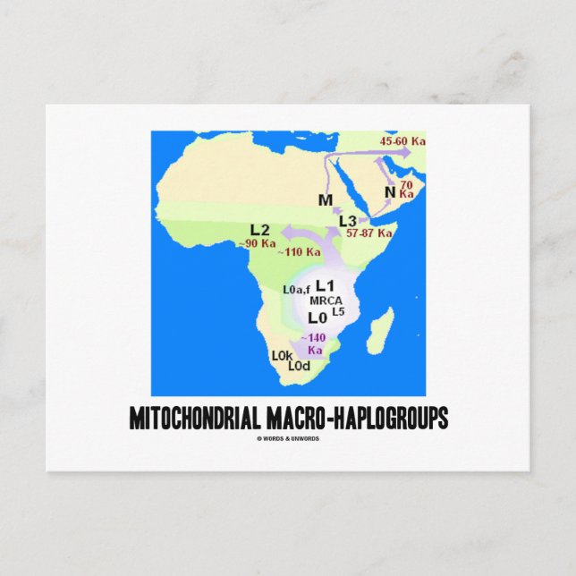 Carte Postale Macro-haplogroupes mitochondriaux (Généalogie MRCA (Devant)