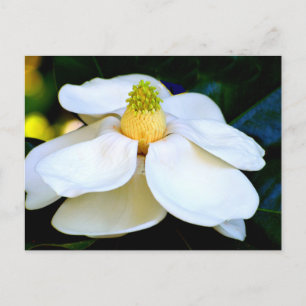 Carte Postale macro image Fleur Magnolia