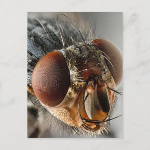 Carte Postale Macro photo d'une mouche