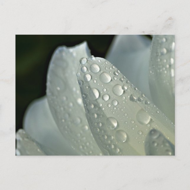 Carte Postale Macro photo fleur blanche (Devant)