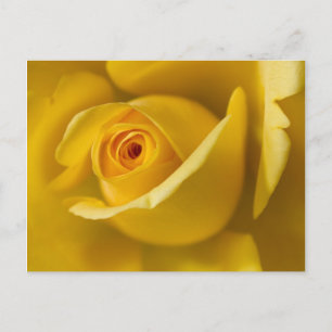 Carte Postale Macro Rose jaune