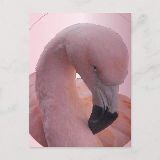 Carte Postale Macro Shot, Fluffy Flamant rose rose doux (Devant)
