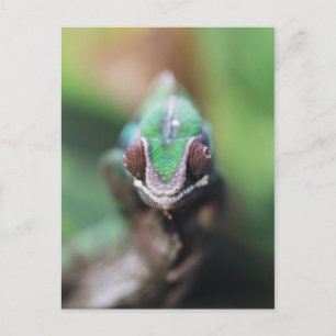 Carte Postale Madagascar, Caméléon panthère à barre rouge