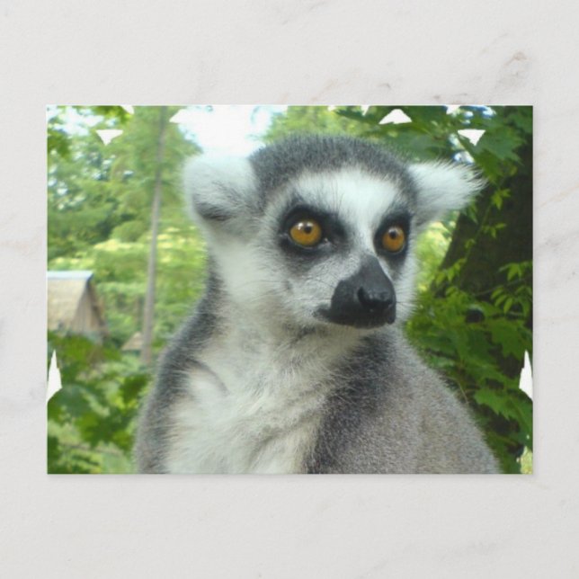 Carte postale Madagascar Lemur (Devant)