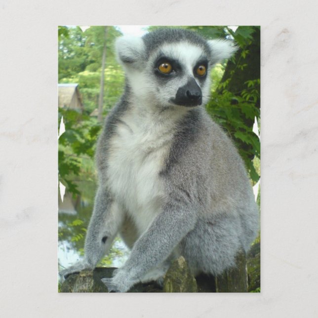 Carte postale Madagascar Lemur (Devant)