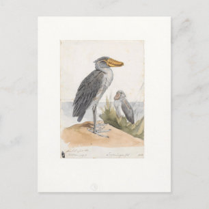 Carte Postale Magasin de chaussures 1887 Imprimer Zoologica Amst