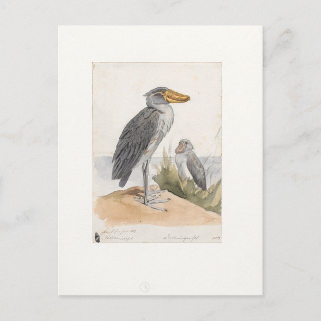Carte Postale Magasin de chaussures 1887 Imprimer Zoologica Amst (Devant)
