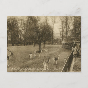 Carte Postale Magdalen College, Oxford, Angleterre Vintage
