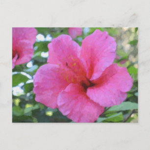 Carte postale magenta de ketmie