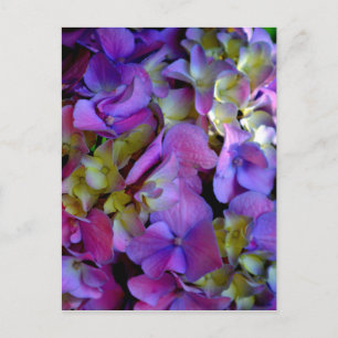 Carte Postale Magenta Purple bleu jaune Hydrangeas fleurs