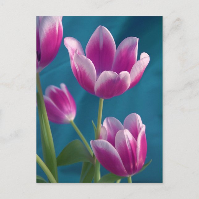 carte postale magenta tulipes (Devant)