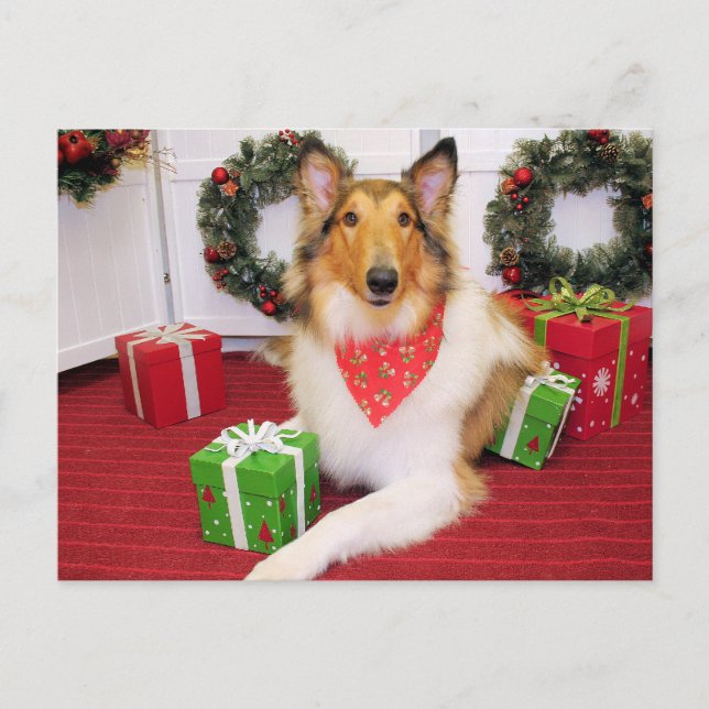 Carte Postale Maggie - Collie - Donohoo (Devant)