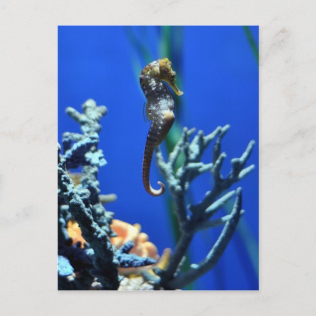 Carte Postale Magie de Seahorse (Devant)