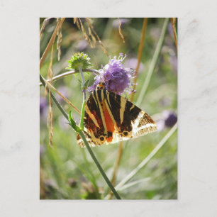 Carte Postale Magnet de teigne de tigre de Jersey