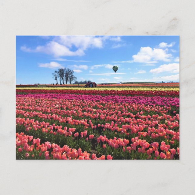 Carte Postale Magnifique champ de tulipes avec montgolfière, Ore (Devant)