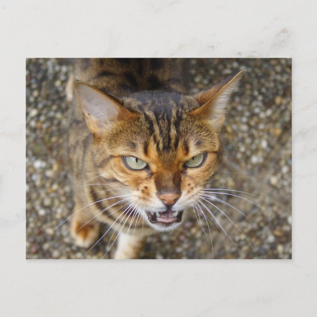 Carte Postale Magnifique chat Bengal (Devant)