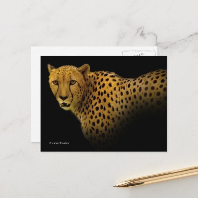 Carte Postale Magnifique Cheetah Big Wild Cat (Devant/Arrière en situation)