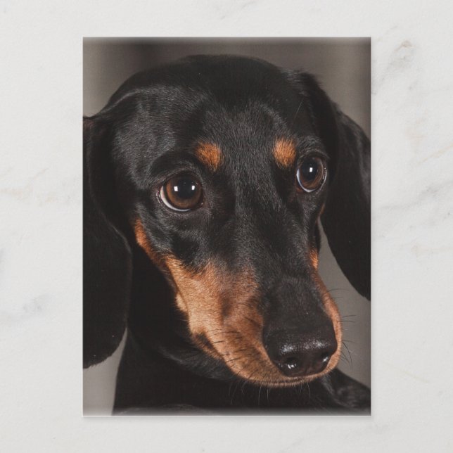 Carte Postale Magnifique dachshund portrait (Devant)