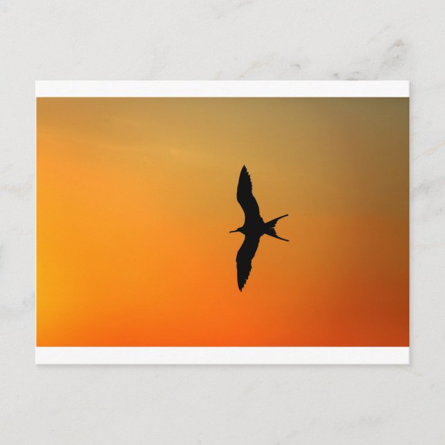 Carte Postale Magnifique frégate oiseau volant coucher de soleil (Devant)