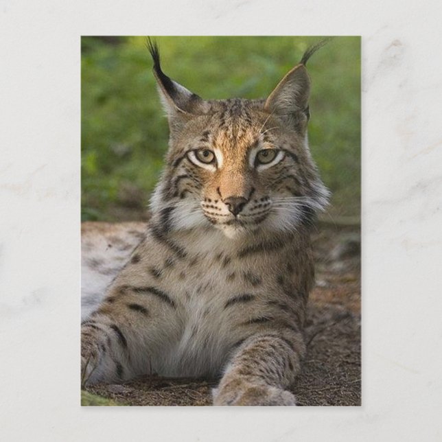 Carte Postale magnifique lynx reposant (Devant)