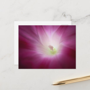 Carte Postale Magnifique Matin Gloire brillant rose Fleur Art 