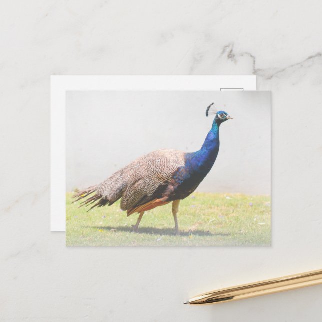 Carte Postale Magnifique oiseau paon marchant (Devant/Arrière en situation)