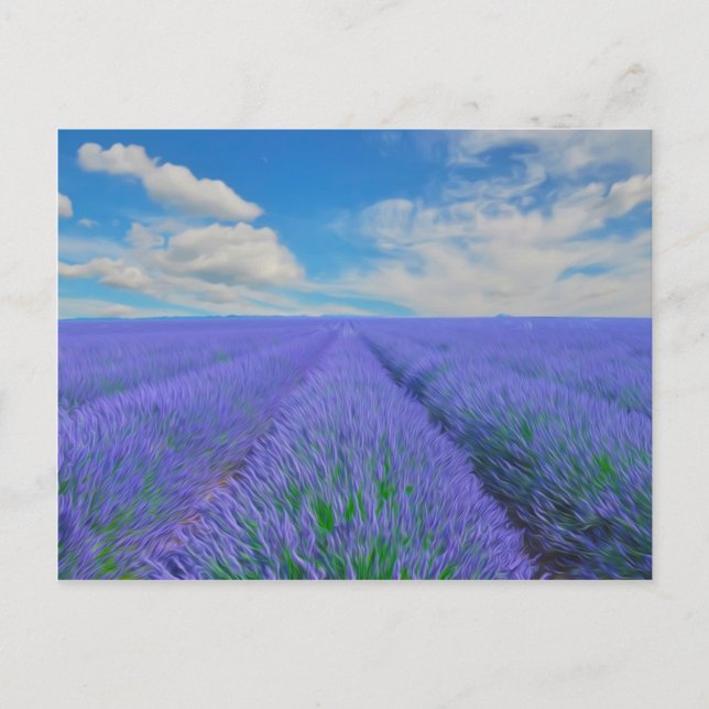 Carte Postale Magnifique paysage de champs de lavande (Devant)