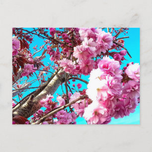 Carte Postale Magnifique Printemps Cerise Blossoms Peinture Numé