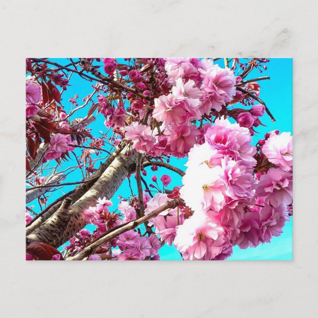 Carte Postale Magnifique Printemps Cerise Blossoms Peinture Numé (Devant)