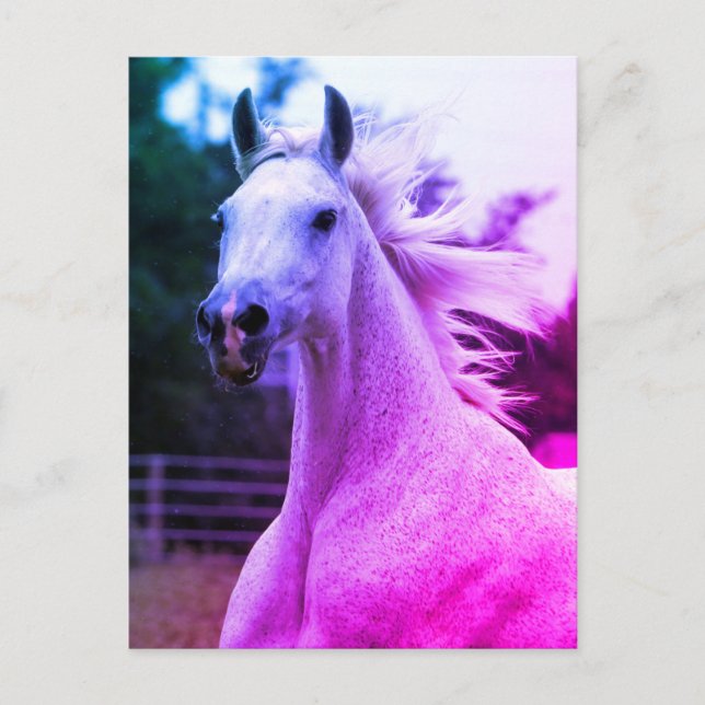 Carte Postale Magnifique Rainbow Coloured Arabian Horse Mare Car (Devant)