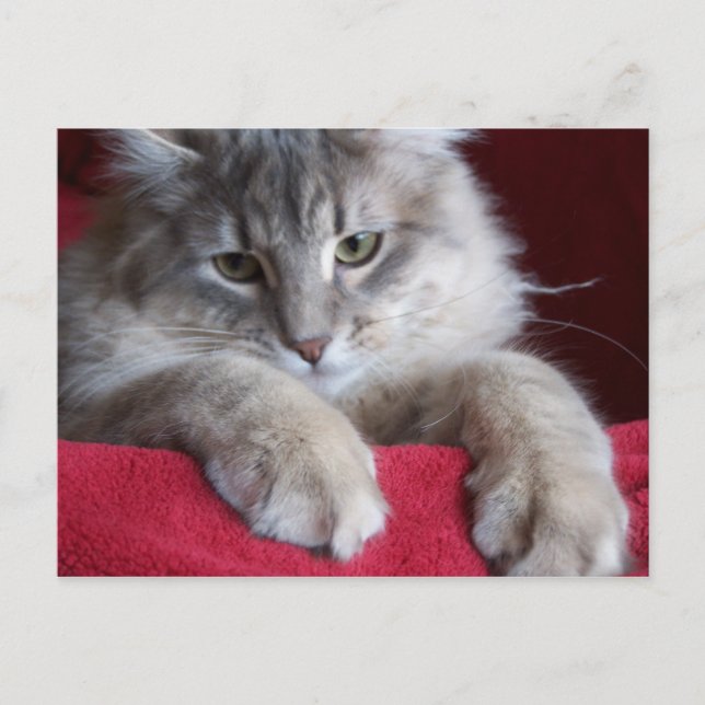 Carte Postale magnifique raisin Postcard 4 (Devant)